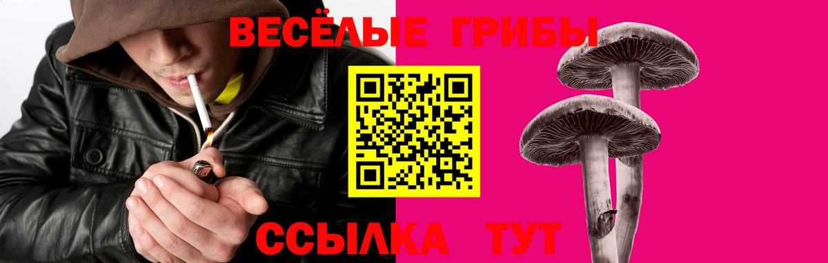Галлюциногенные грибы Psilocybe Полысаево